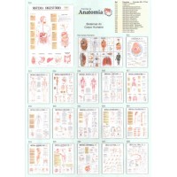 Mapa Anatomia